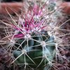 Vai alla scheda di Ferocactus cylindraceus ssp. tortulispinus