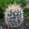 Vai alla scheda di Ferocactus cylindraceus v. albispinus