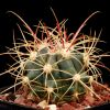 Vai alla scheda di Ferocactus cylindraceus v. rostii