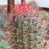 Vai alla scheda di Ferocactus cylindraceus v. tortulispinus