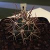 Vai alla scheda di Ferocactus cylindraceus v. tortulospinus