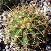 Vai alla scheda di Ferocactus diguetii