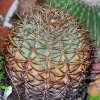 Vai alla scheda di Ferocactus diguetii v. carmenensis