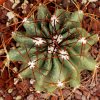 Vai alla scheda di Ferocactus echidne