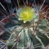 Vai alla scheda di Ferocactus echidne v. rafaelensis