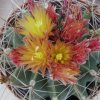 Vai alla scheda di Ferocactus echidne v. rhodanthus