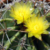 Vai alla scheda di Ferocactus echidne v. victoriensis