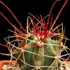 Vai alla scheda di Ferocactus emoryi ssp. rectispinus