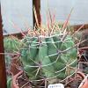 Vai alla scheda di Ferocactus emoryi v. rectispinus