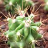 Vai alla scheda di Ferocactus flavovirens