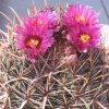 Vai alla scheda di Ferocactus fordii