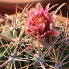 Vai alla scheda di Ferocactus fordii ssp. borealis