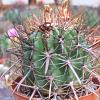 Vai alla scheda di Ferocactus fordii v. grandiflorus