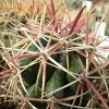 Vai alla scheda di Ferocactus gatesii