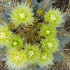 Vai alla scheda di Ferocactus glaucescens