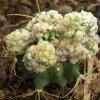 Vai alla scheda di Ferocactus glaucescens f. monstruosus