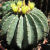 Vai alla scheda di Ferocactus glaucescens f. nudus