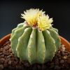 Vai alla scheda di Ferocactus glaucescens v. inermis