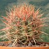 Vai alla scheda di Ferocactus gracilis