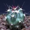 Vai alla scheda di Ferocactus gracilis ssp. gatesii