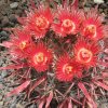 Vai alla scheda di Ferocactus gracilis v. coloratus