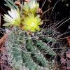 Vai alla scheda di Ferocactus hamatacanthus