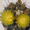 Vai alla scheda di Ferocactus hamatacanthus cv. inermis