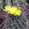 Vai alla scheda di Ferocactus hamatacanthus ssp. sinuatus