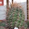 Vai alla scheda di Ferocactus hamatacanthus v. sinuatus