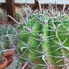 Vai alla scheda di Ferocactus herrerae