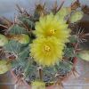 Vai alla scheda di Ferocactus herrerae cv. flavispinus