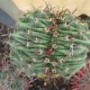 Vai alla scheda di Ferocactus herrerae f. cristatus