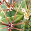 Vai alla scheda di Ferocactus histrix