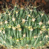 Vai alla scheda di Ferocactus histrix f. cristatus