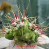 Vai alla scheda di Ferocactus histrix f. monstruosus