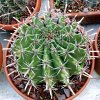 Vai alla scheda di Ferocactus horridus