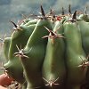 Vai alla scheda di Ferocactus horridus f. brevispinus