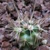 Vai alla scheda di Ferocactus johnstonianus