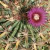 Vai alla scheda di Ferocactus latispinus