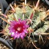 Vai alla scheda di Ferocactus latispinus ssp. spiralis