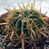 Vai alla scheda di Ferocactus latispinus v. flavispinus