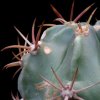 Vai alla scheda di Ferocactus latispinus v. spiralis