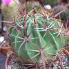 Vai alla scheda di Ferocactus latispinus v. tortulispinus