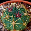 Vai alla scheda di Ferocactus macrodiscus ssp. septentrionalis