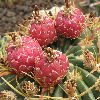 Vai alla scheda di Ferocactus macrodiscus v. septentrionalis