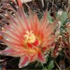 Vai alla scheda di Ferocactus peninsulae ssp. santa-maria