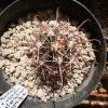 Vai alla scheda di Ferocactus peninsulae ssp. viscainensis