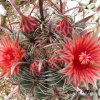 Vai alla scheda di Ferocactus peninsulae v. townsendianus