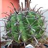 Vai alla scheda di Ferocactus peninsulae v. viscainensis