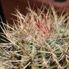 Vai alla scheda di Ferocactus piliferus